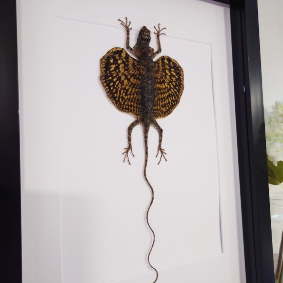 Draco Flying Lizard Mounted Real Lizard Taxidermy