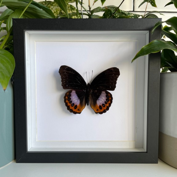 Eight Spot Diadem Butterfly