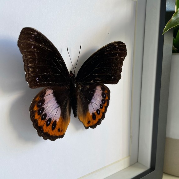 Eight Spot Diadem Butterfly