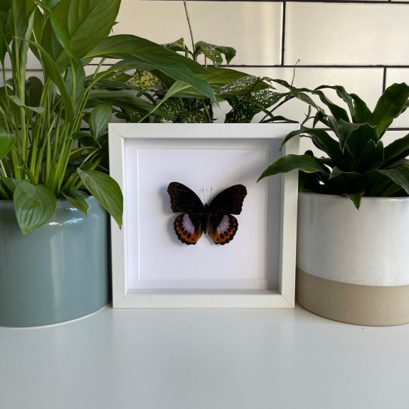 Eight Spot Diadem Butterfly