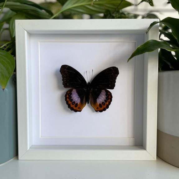 Eight Spot Diadem Butterfly