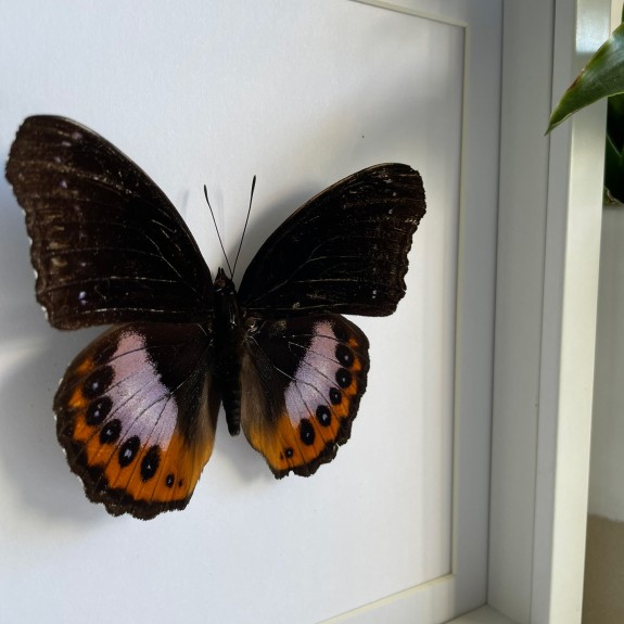 Eight Spot Diadem Butterfly