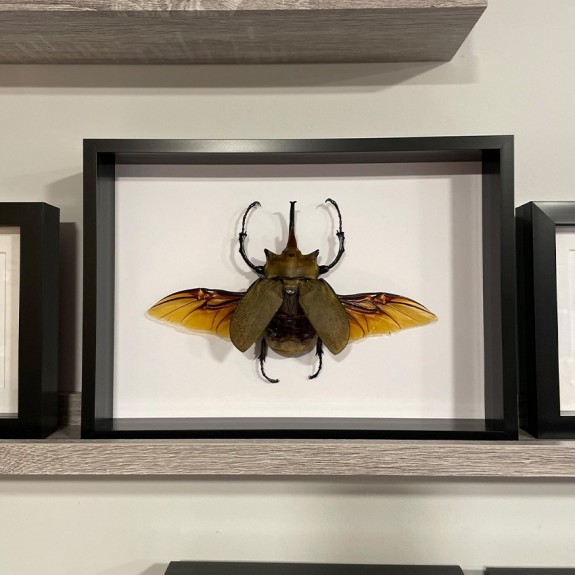 Elephant Beetle
