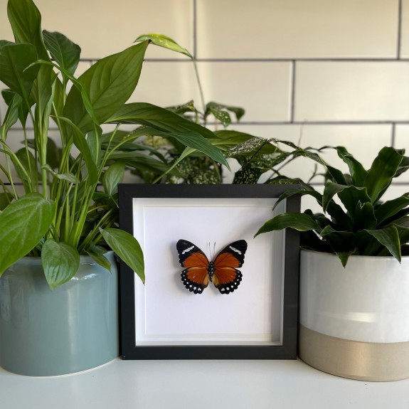 Eleus Orange Forester Butterfly