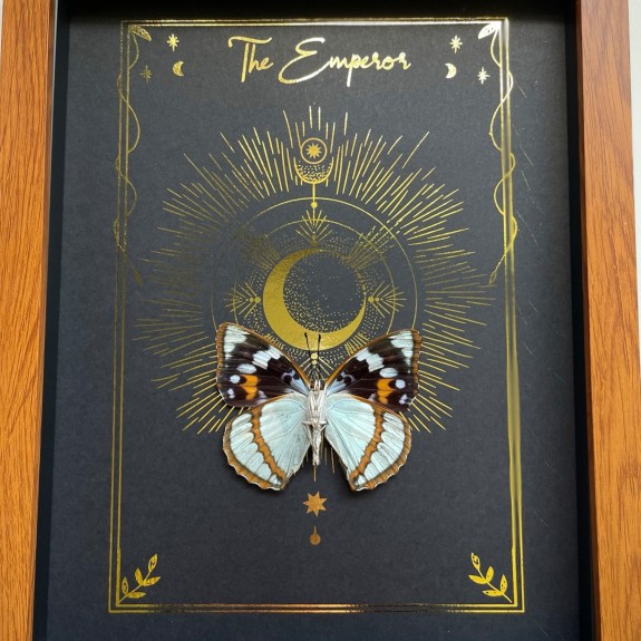 The Emperor Tarot Card