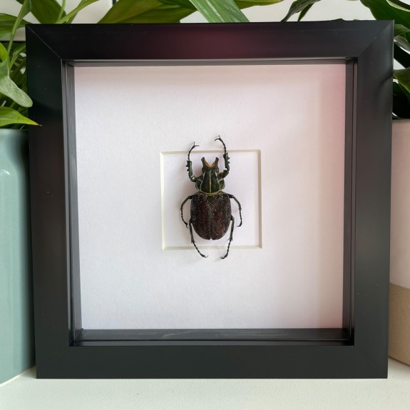 Flower Chafer Beetle