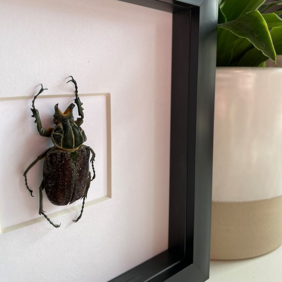 Flower Chafer Beetle
