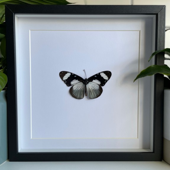 The Friar Butterfly