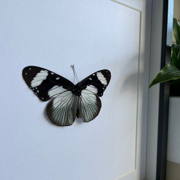 The Friar Butterfly