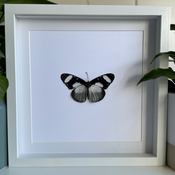 The Friar Butterfly