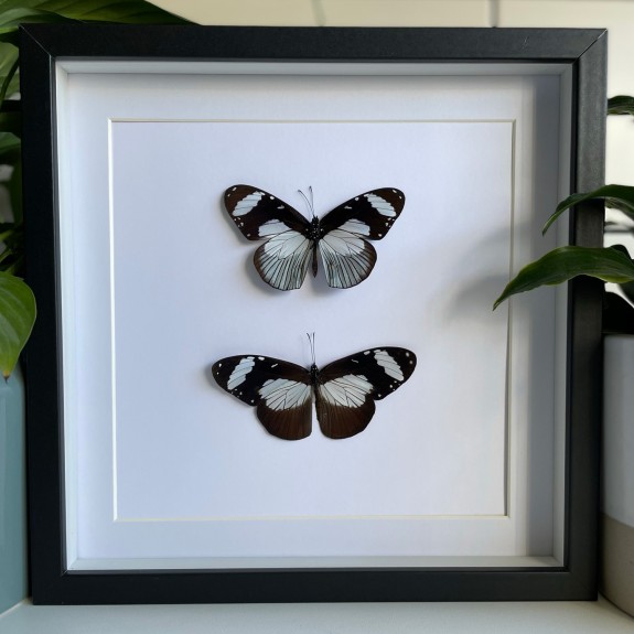 The Friar Butterfly (Top & Underside)