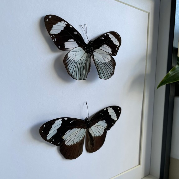 The Friar Butterfly (Top & Underside)