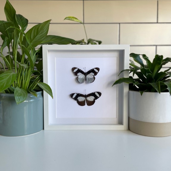 The Friar Butterfly (Top & Underside)