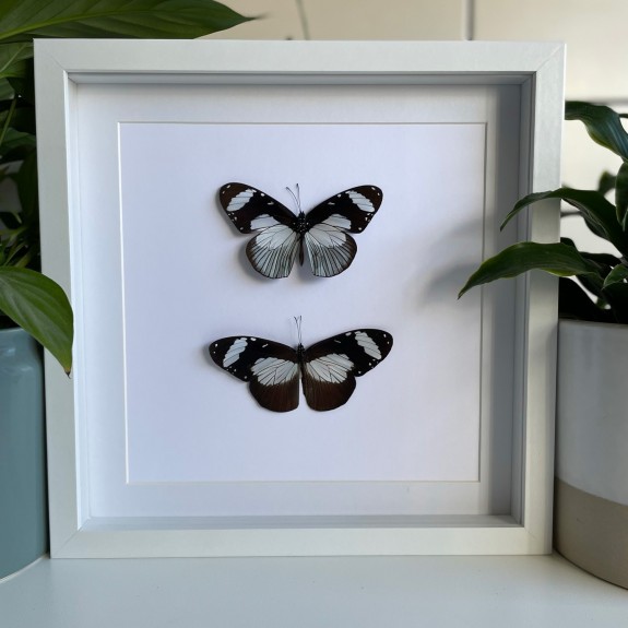The Friar Butterfly (Top & Underside)