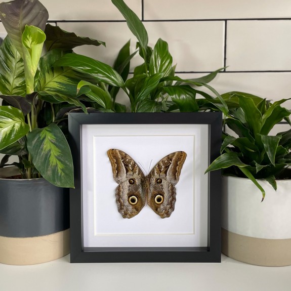 The Giant Owl Butterfly 