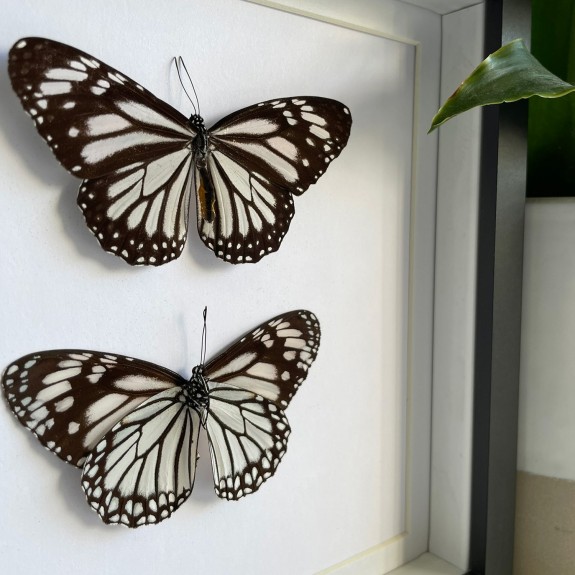 Glassy Tiger Butterfly (Top & Underside)