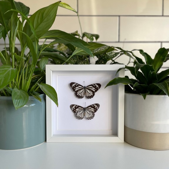 Glassy Tiger Butterfly (Top & Underside)