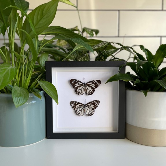 Glassy Tiger Butterfly (Top & Underside)