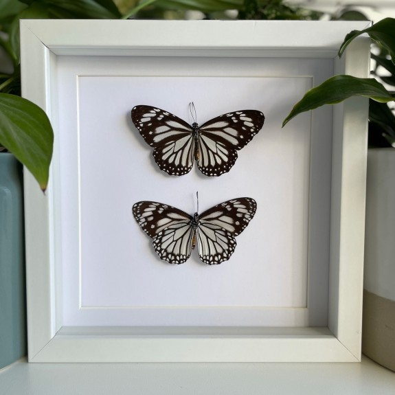 Glassy Tiger Butterfly (Top & Underside)