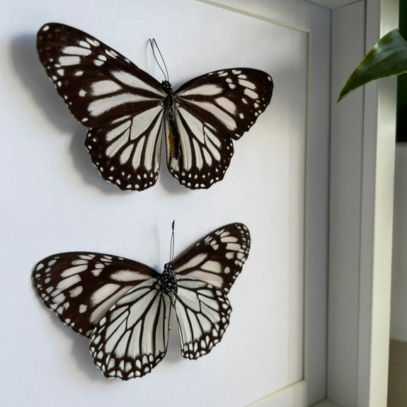 Glassy Tiger Butterfly (Top & Underside)
