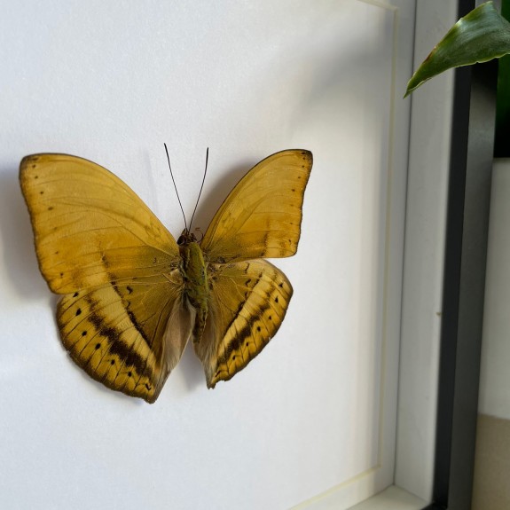 Common Yellow Glider Butterfly