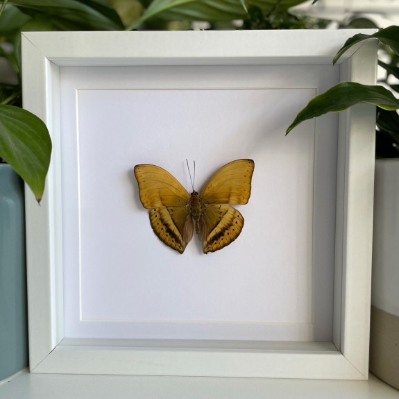 Common Yellow Glider Butterfly