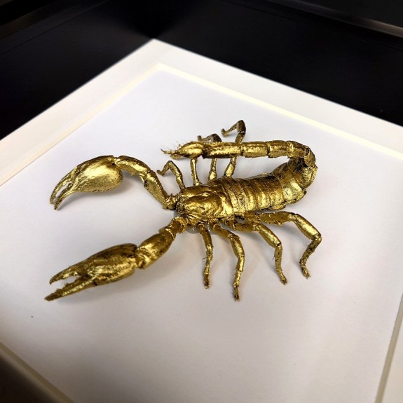 Gold Giant Forest Scorpion Attack Stance