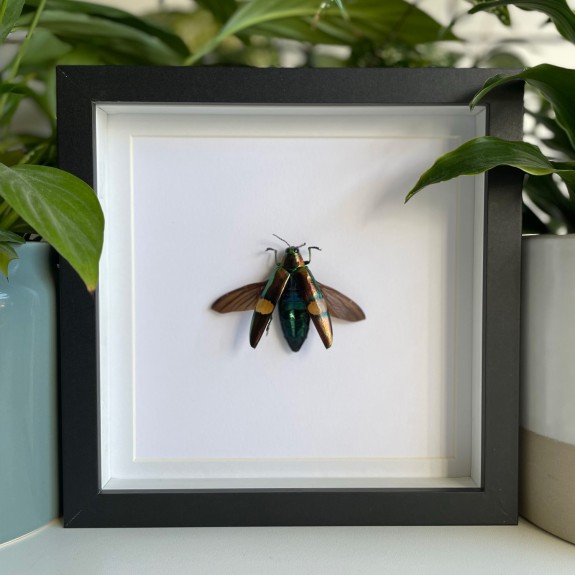 Cream Banded Jewel Beetle (Open)