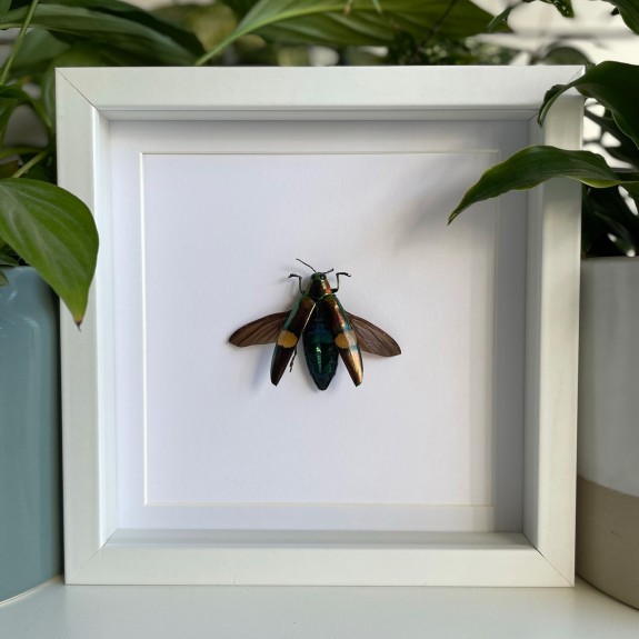 Cream Banded Jewel Beetle (Open)