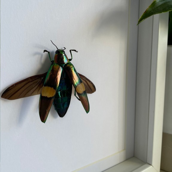 Cream Banded Jewel Beetle (Open)