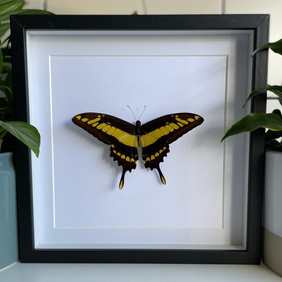 King Swallowtail Butterfly