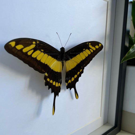 King Swallowtail Butterfly
