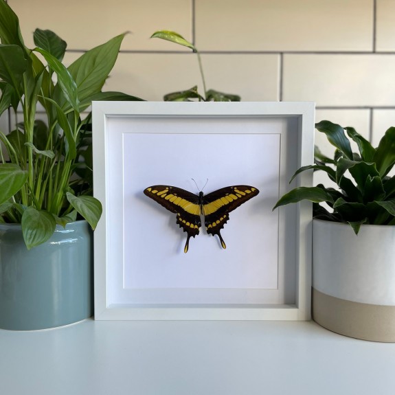 King Swallowtail Butterfly