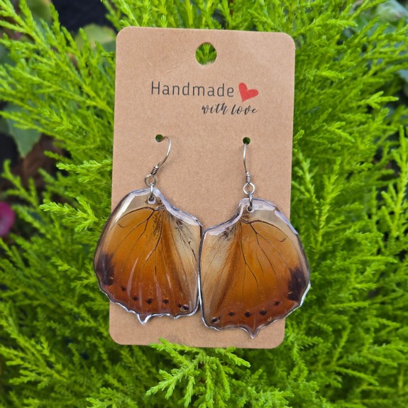 Charaxes Affinis Hindwing Earrings