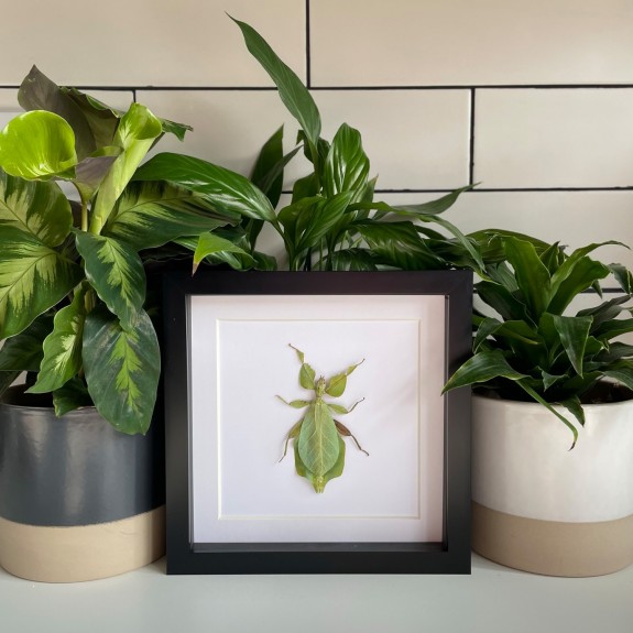 Giant Leaf Insect