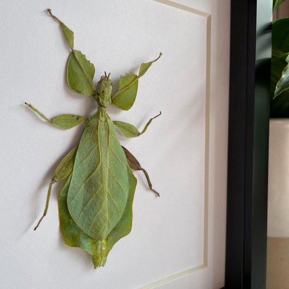 Giant Leaf Insect