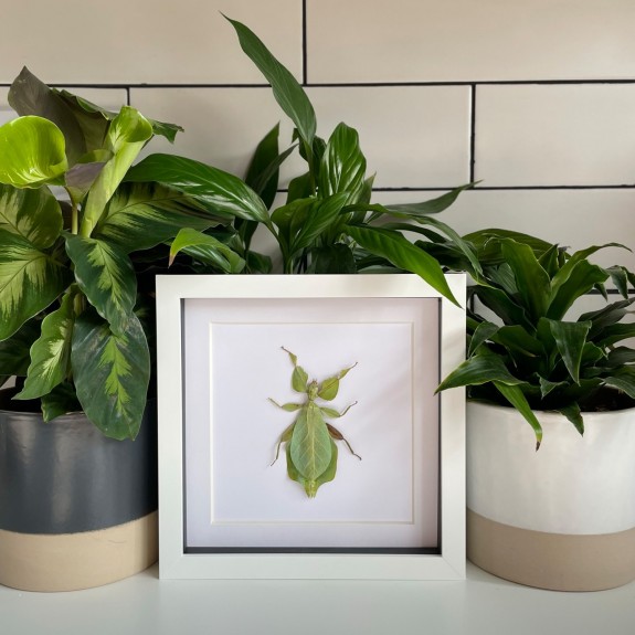 Giant Leaf Insect