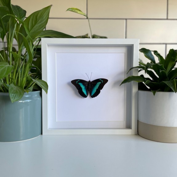 Shaded-Blue Leafwing Butterfly