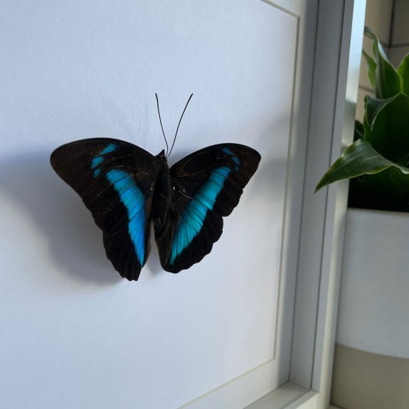 Shaded-Blue Leafwing Butterfly