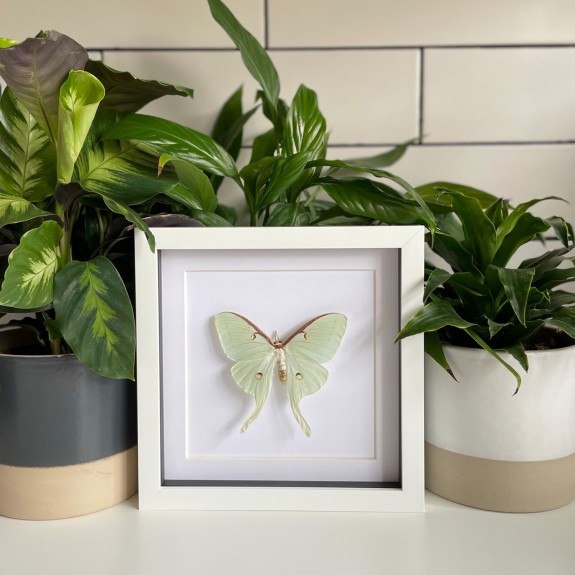 North American Moon Moth