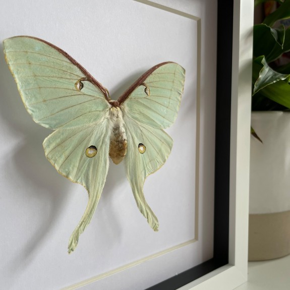 North American Moon Moth