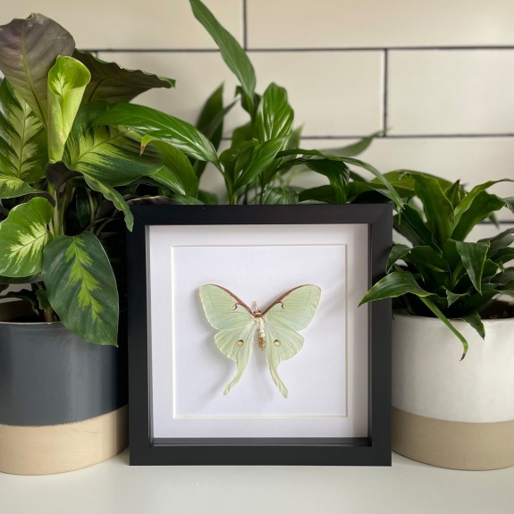 North American Moon Moth