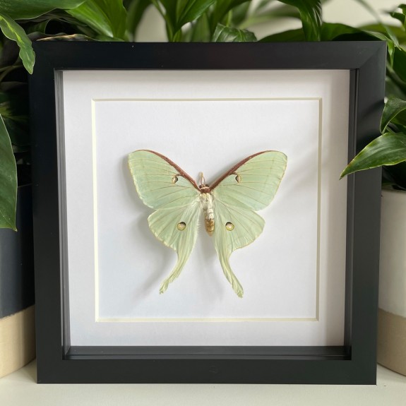 North American Moon Moth