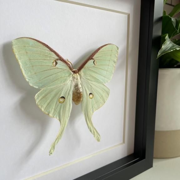 North American Moon Moth