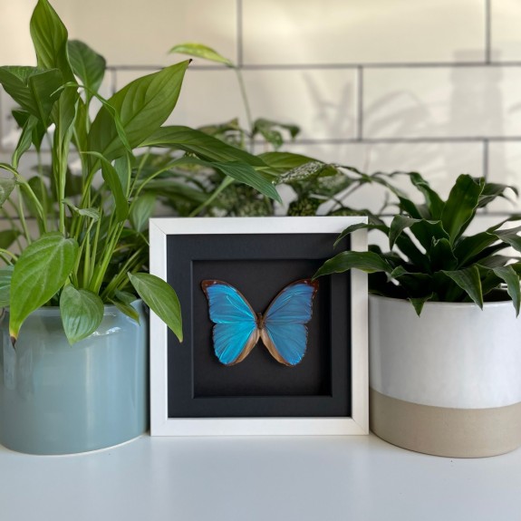 Menelaus Blue Morpho Butterfly (Dark)