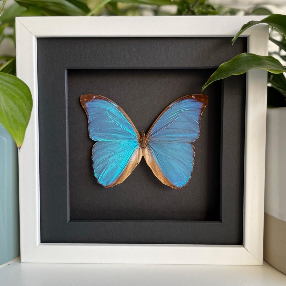 Menelaus Blue Morpho Butterfly (Dark)