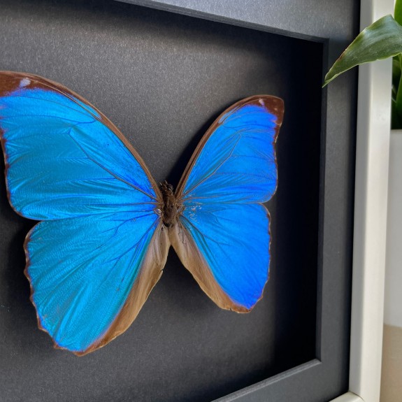 Menelaus Blue Morpho Butterfly (Dark)
