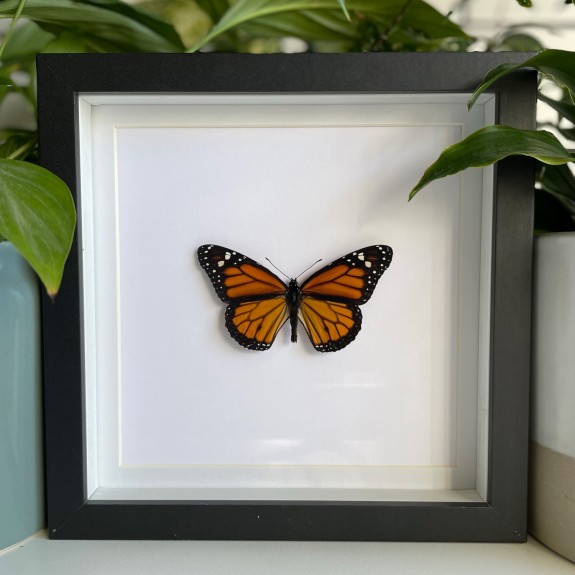 Monarch Butterfly