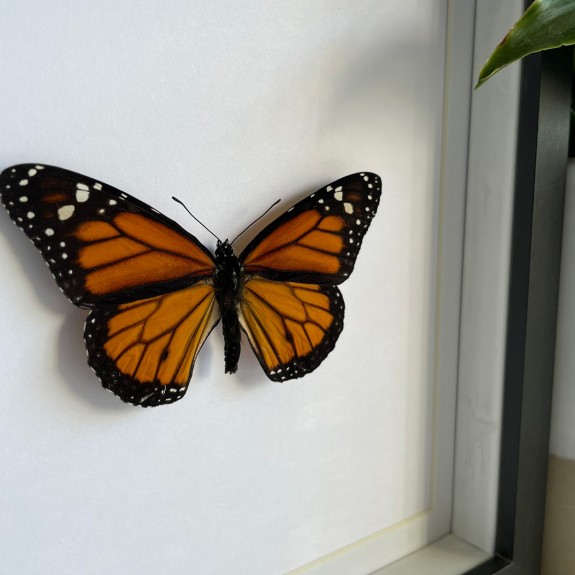 Monarch Butterfly