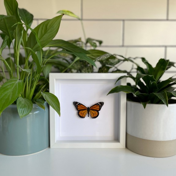 Monarch Butterfly